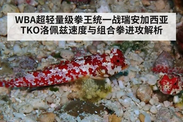 WBA超轻量级拳王统一战瑞安加西亚TKO洛佩兹速度与组合拳进攻解析
